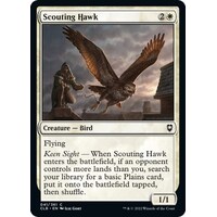 Scouting Hawk