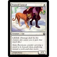 Trained Caracal - RTR